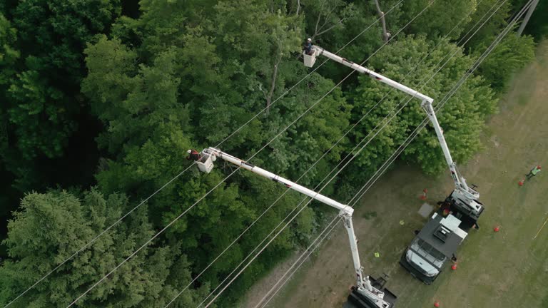 Best Storm Damage Tree Cleanup  in , SD